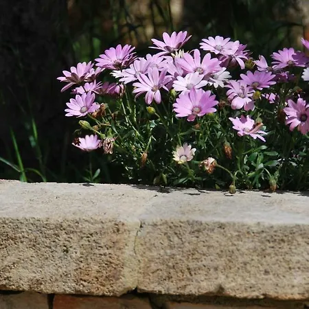 Villa Verde * Corsano (Apulia)